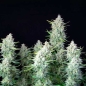 Preview: Seeds Auto (Autoflower Sativa)